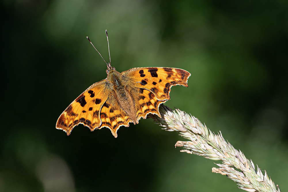 Comma